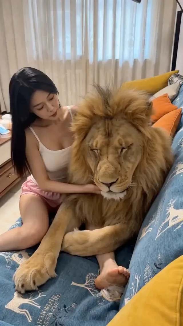 ชีวิตประจำวันแสนอบอุ่นกับสิงโตคู่ใจในบ้าน